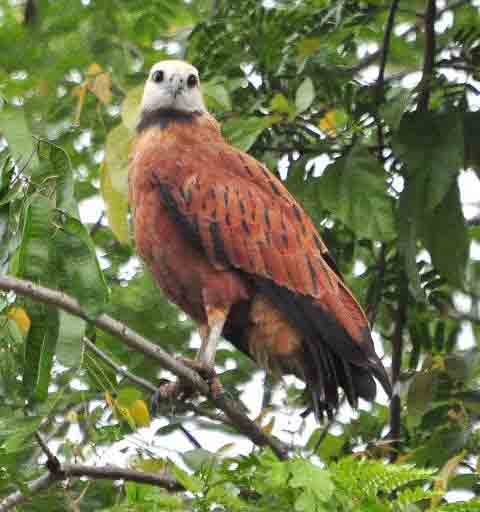 Black-collared Hawk, Tuira River -Darien, Panama- photo ? Alfred Raab
