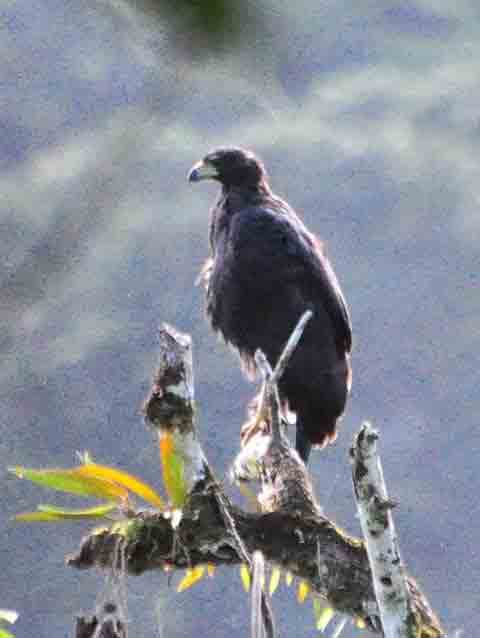 Great-black Hawk (Buteogallus urubitinga). Photo ? Alfred Raab above Rancho Frio, Darien.