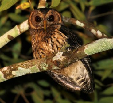 Mottled Owl by Dan Lockshaw