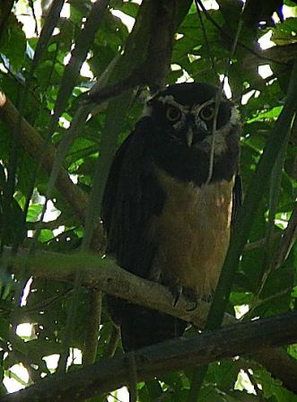 Spectacle Owl by Gonzalo Horna