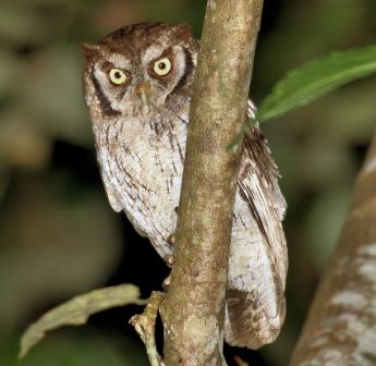 Tropical Screech Owl by Dan Lockshaw