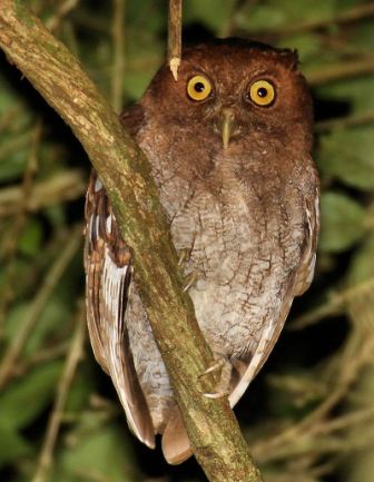 Vermiculated (Choco) Screech Owl by Dan Lockshaw