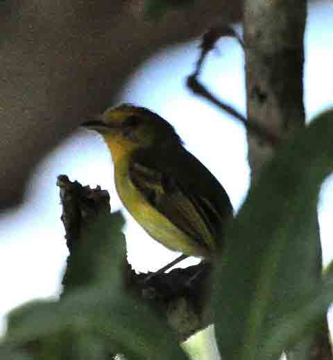 Yellow-breasted Flycatcher El Real photo ? Alfred Raab