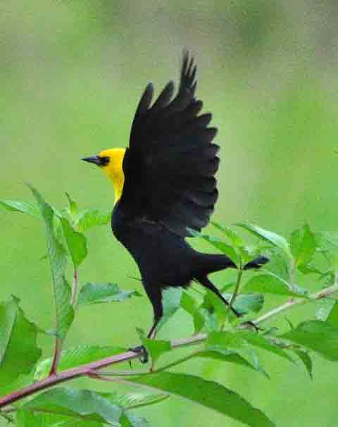 Yellow-hooded-Blackbird