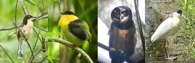 Black-capped Donacobious, Golden-collared Manakin,Spectacle Owl,Capped Heron