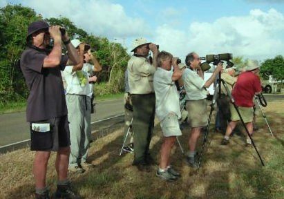 hire a bird guide in panama. Birding groups at Panama hotspots.
