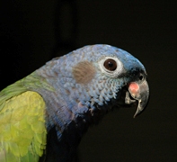 Bluehead Parrot
